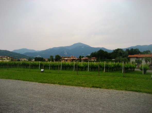 vinhas na Itália