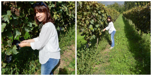 Colhendo uva numa vinícola na Itália